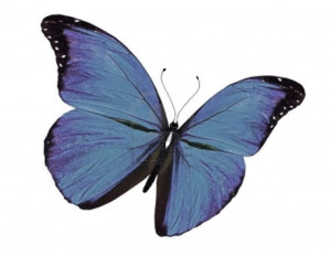 butterfly-blue-violet
