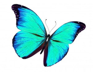 butterfly-blue-green